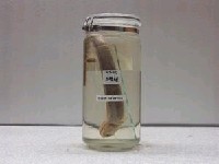 藏品(白錐體康吉鰻)的圖片